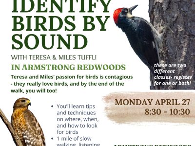 Birding the Redwood Forest by Ear 