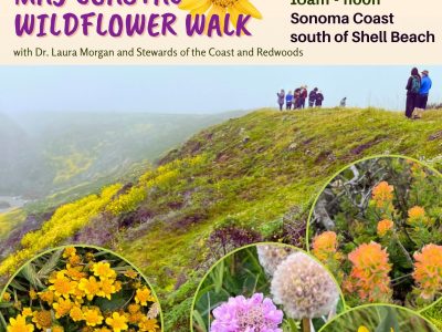 Easy Sonoma Coast May Wildflower Walk with Dr. Laura Morgan