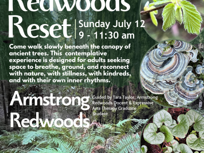 Redwoods Reset - A Contemplative Forest Immersion