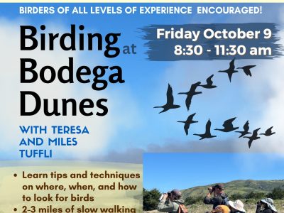 October 9 Birding at Bodega Dunes