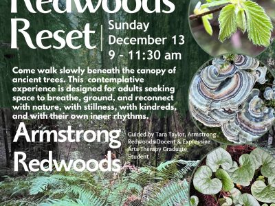 Redwoods Reset - A Contemplative Forest Immersion