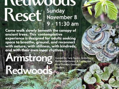 Redwoods Reset - A Contemplative Forest Immersion