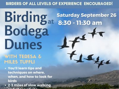 September Birding at Bodega Dunes