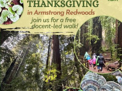 2026 Free Thanksgiving docent-led walk in Armstrong Redwoods